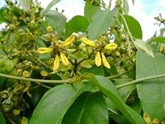 دیسلا نوسیفرا